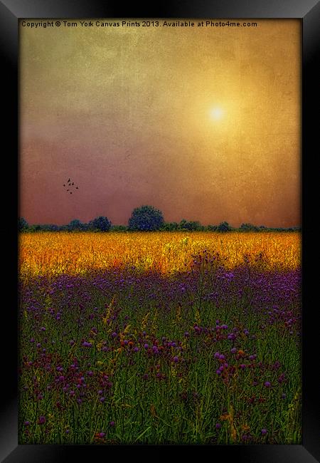 SUNSET IN THE MEADOW Framed Print by Tom York