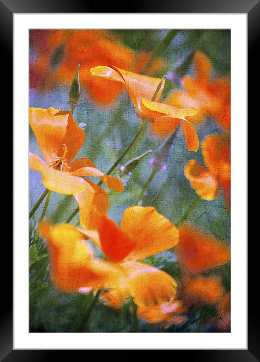 Soft Summer Breeze Framed Mounted Print by Dawn Cox