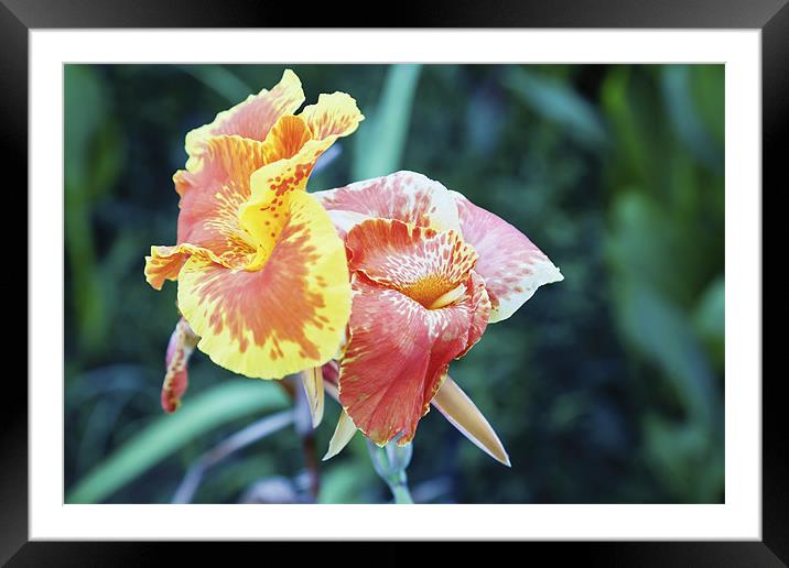 Multi colored tropical hibiscus Framed Mounted Print by Arfabita  