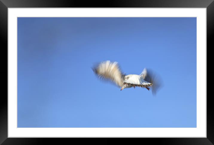 Fly away and leave this world behind Framed Mounted Print by Arfabita  
