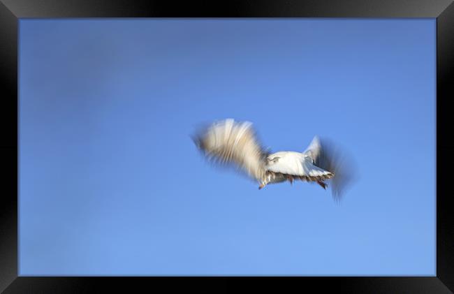 Fly away and leave this world behind Framed Print by Arfabita  