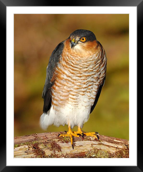 Sparrowhawk Framed Mounted Print by Macrae Images