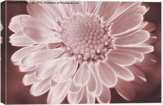 Pink daisy Canvas Print by Mark Cake