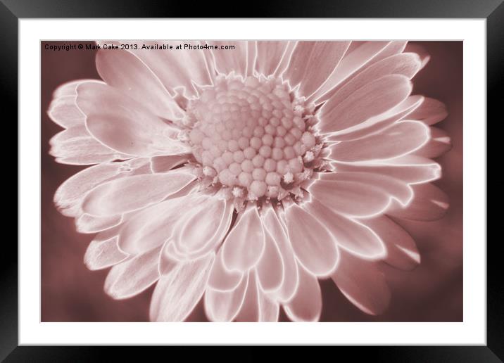 Pink daisy Framed Mounted Print by Mark Cake