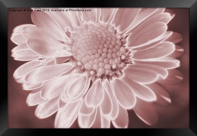 Pink daisy Framed Print by Mark Cake