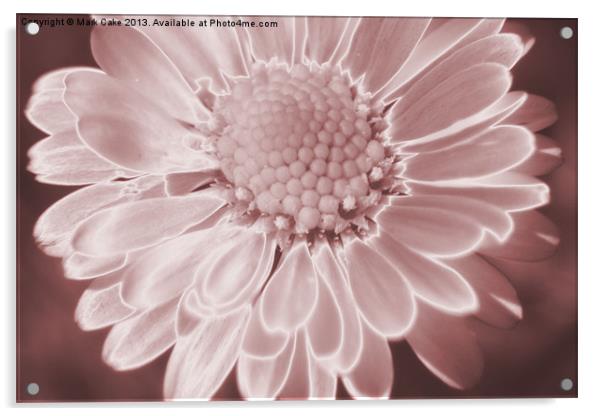Pink daisy Acrylic by Mark Cake