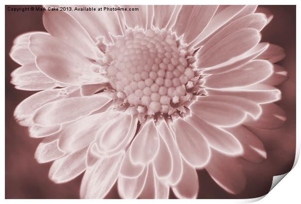Pink daisy Print by Mark Cake