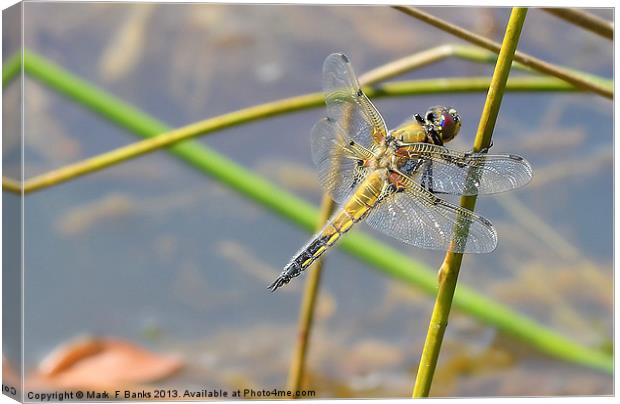 Broad - bodied Chaser [ Female ] Canvas Print by Mark  F Banks