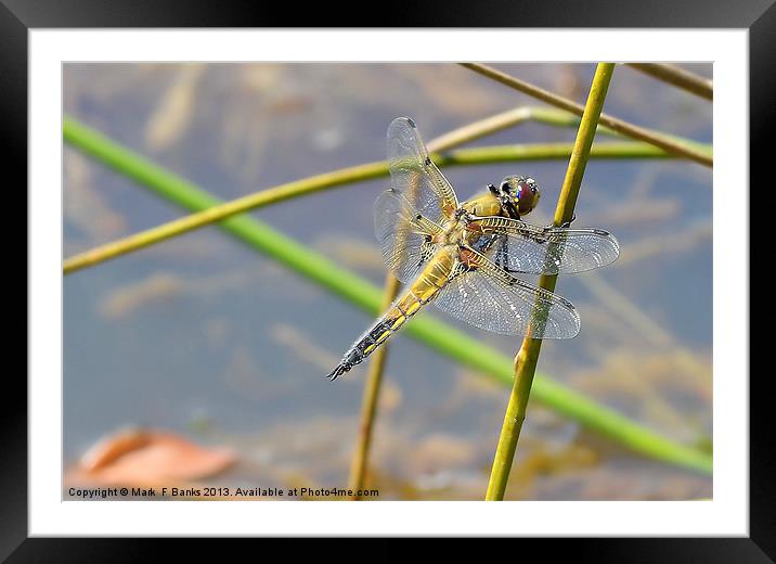 Broad - bodied Chaser [ Female ] Framed Mounted Print by Mark  F Banks
