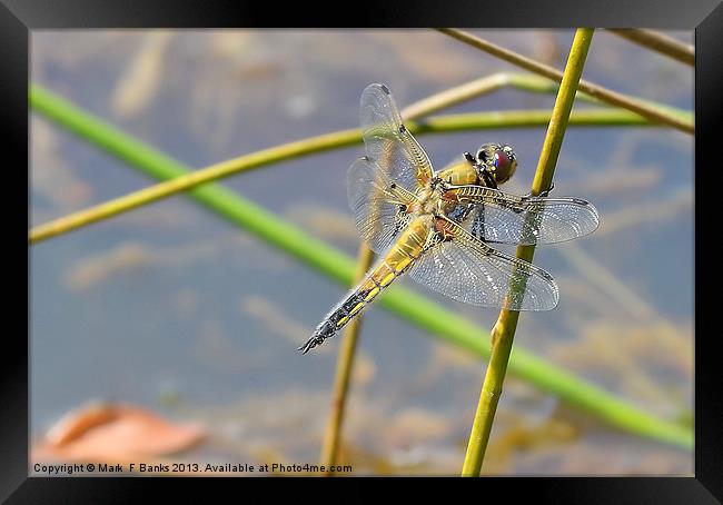 Broad - bodied Chaser [ Female ] Framed Print by Mark  F Banks