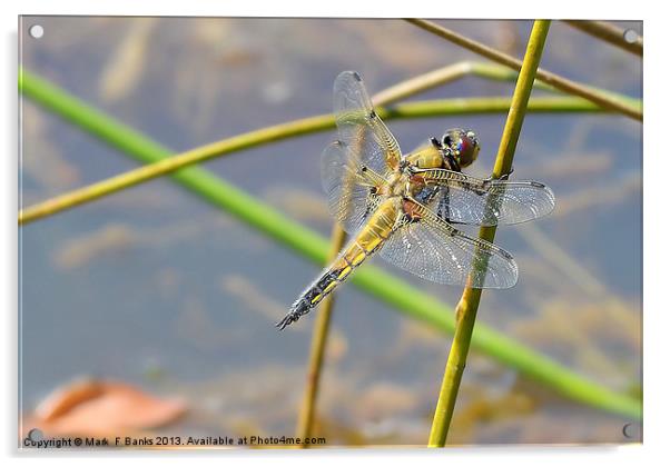 Broad - bodied Chaser [ Female ] Acrylic by Mark  F Banks