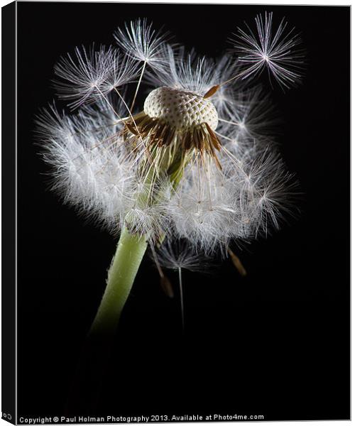 Dandelion seeds Canvas Print by Paul Holman Photography