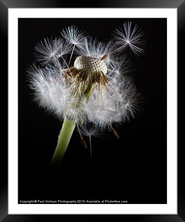 Dandelion seeds Framed Mounted Print by Paul Holman Photography