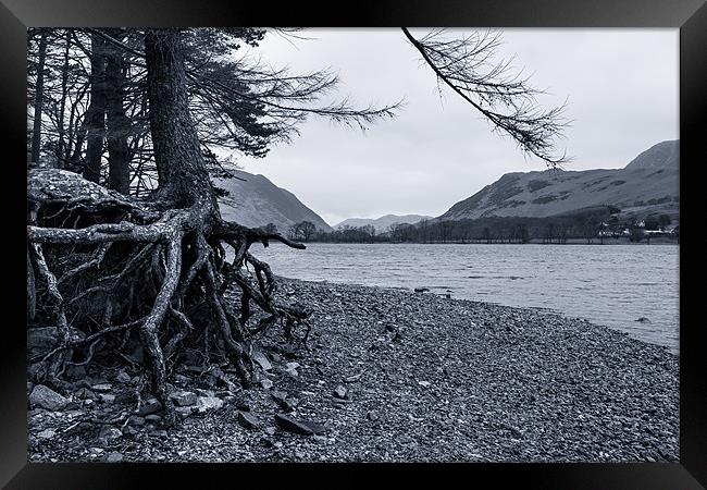 Back to the Roots Framed Print by Gary Finnigan