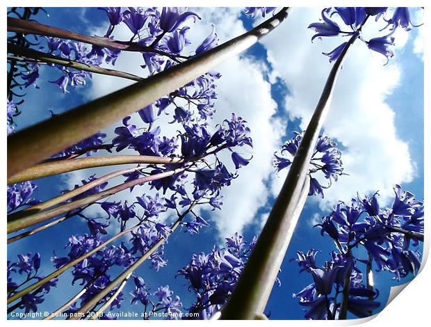 Bluebell trees Print by colin potts