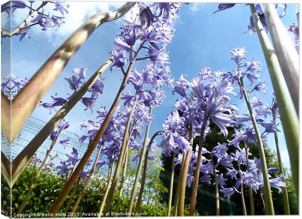 giant bluebell trees Canvas Print by colin potts
