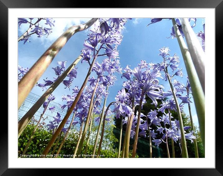 giant bluebell trees Framed Mounted Print by colin potts
