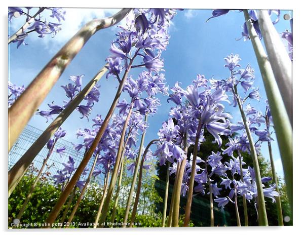 giant bluebell trees Acrylic by colin potts