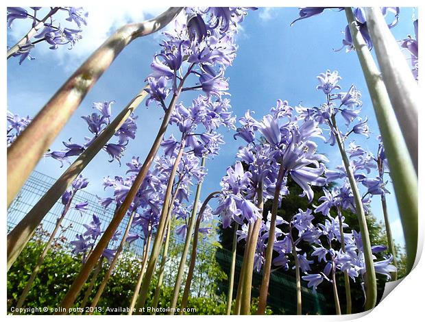 giant bluebell trees Print by colin potts