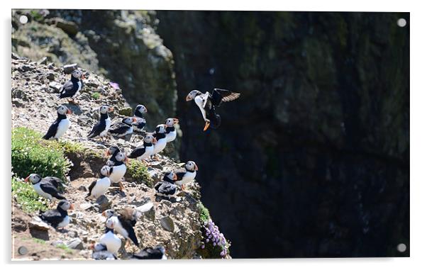 Coming in to land Acrylic by Gary Pearson