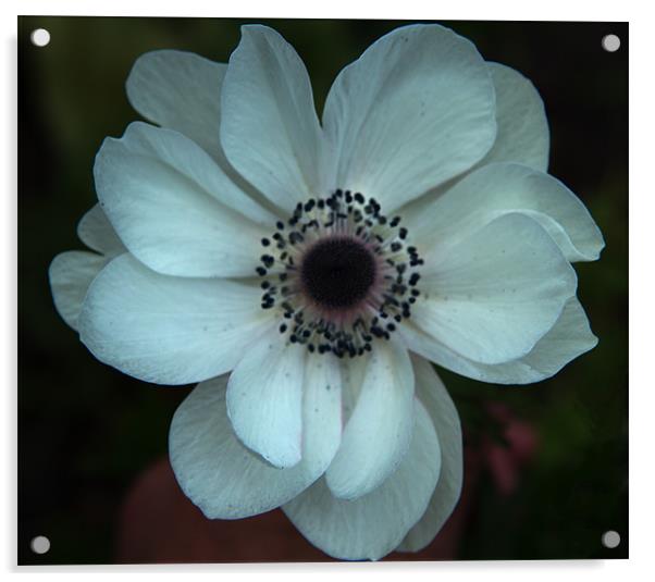 White anemone coronoria Acrylic by Peter Elliott 