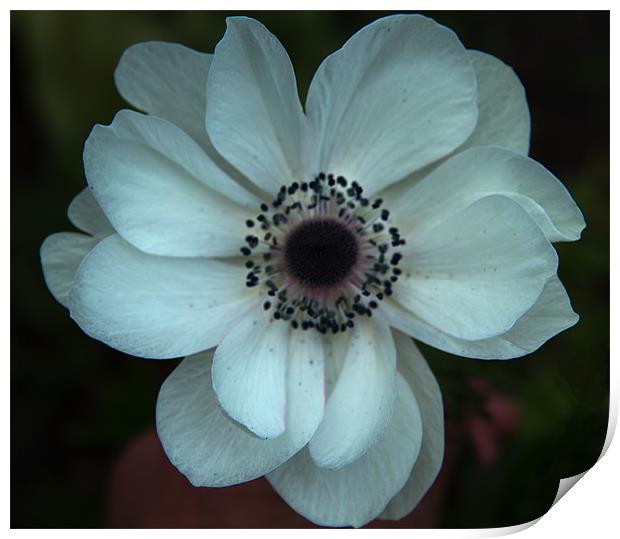 White anemone coronoria Print by Peter Elliott 