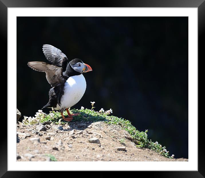 Puffin stretching its wings Framed Mounted Print by Gary Pearson