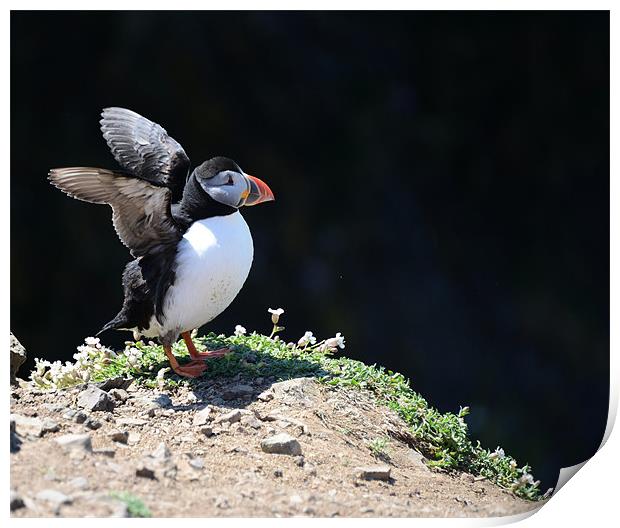 Puffin stretching its wings Print by Gary Pearson