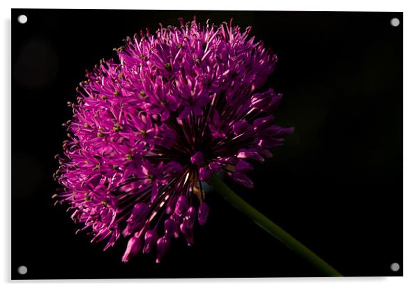 Allium Purple Sensation Acrylic by Jacqi Elmslie