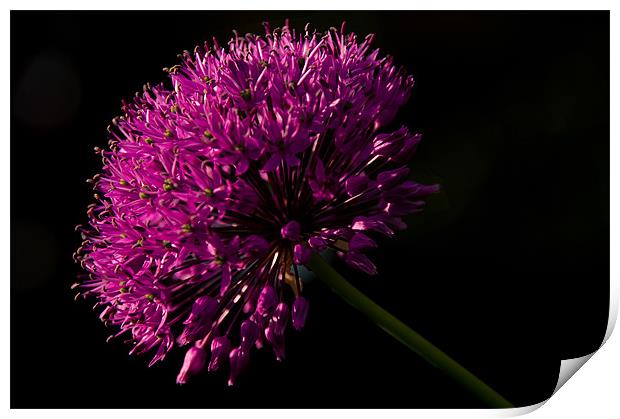 Allium Purple Sensation Print by Jacqi Elmslie