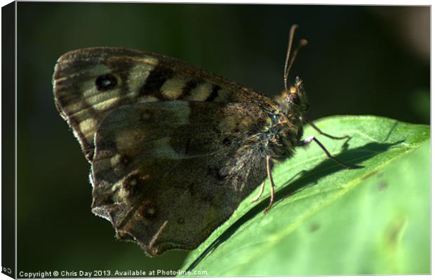 Speckled Wood Canvas Print by Chris Day