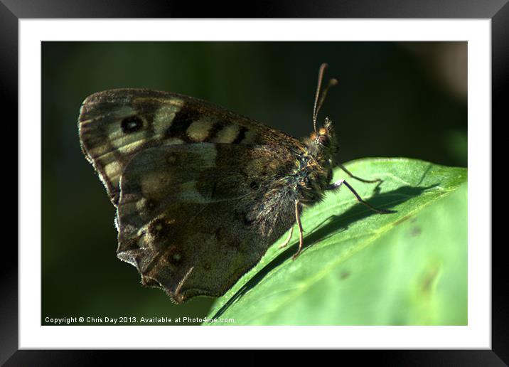 Speckled Wood Framed Mounted Print by Chris Day