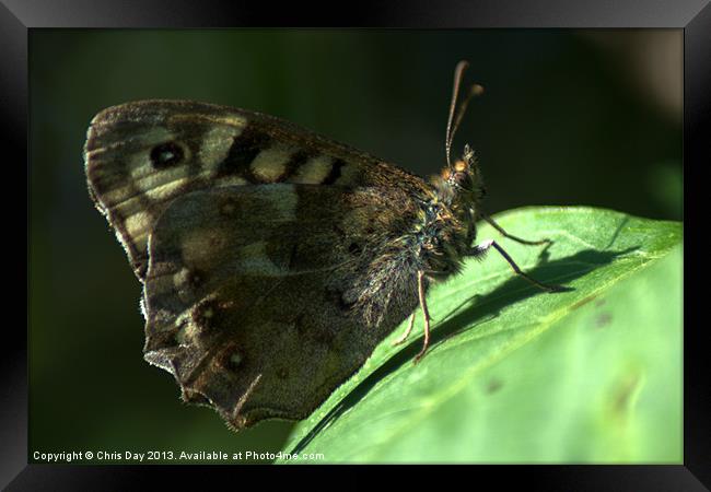 Speckled Wood Framed Print by Chris Day