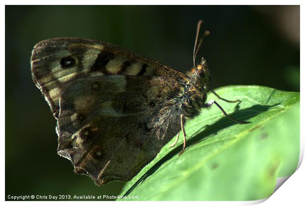 Speckled Wood Print by Chris Day