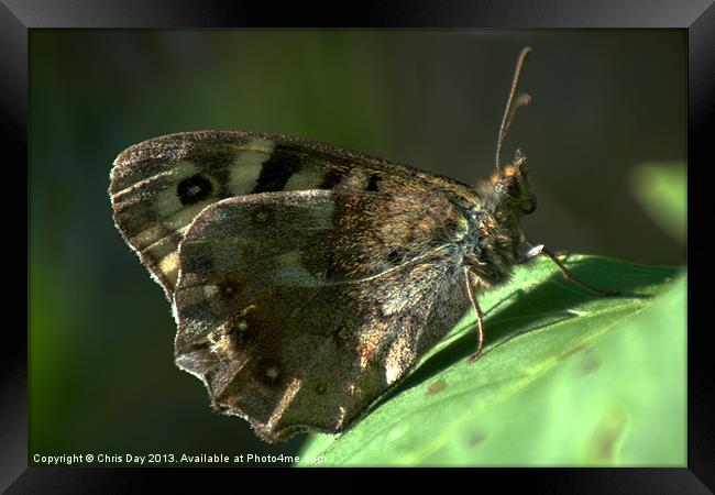 Speckled Wood Framed Print by Chris Day