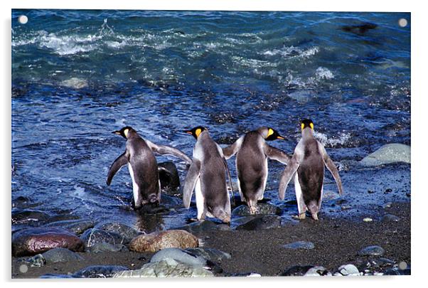 King Penguins Going Fishing Acrylic by Carole-Anne Fooks