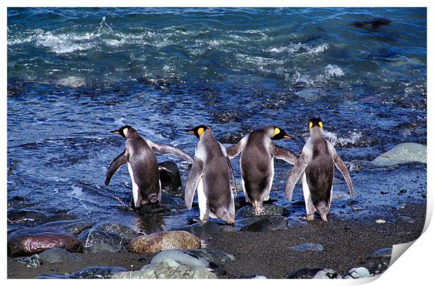 King Penguins Going Fishing Print by Carole-Anne Fooks