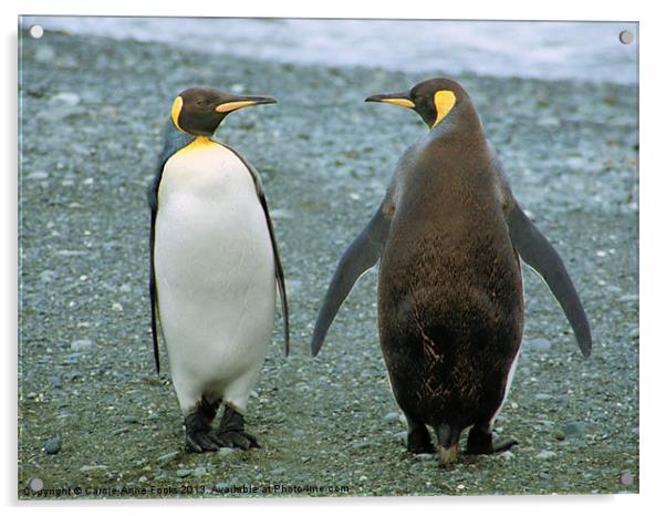 King Penguin Conversation Acrylic by Carole-Anne Fooks