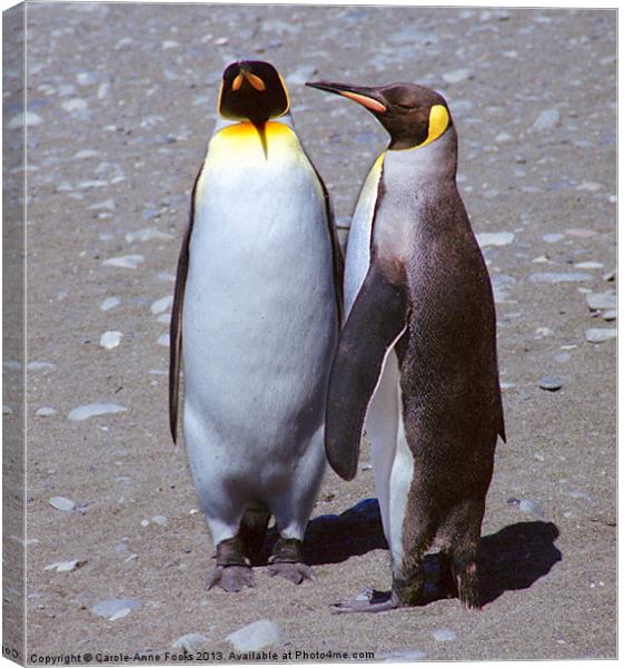 Pair of King Penguins Canvas Print by Carole-Anne Fooks