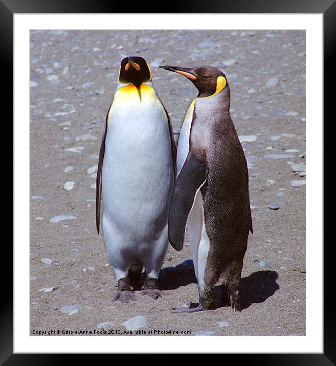 Pair of King Penguins Framed Mounted Print by Carole-Anne Fooks