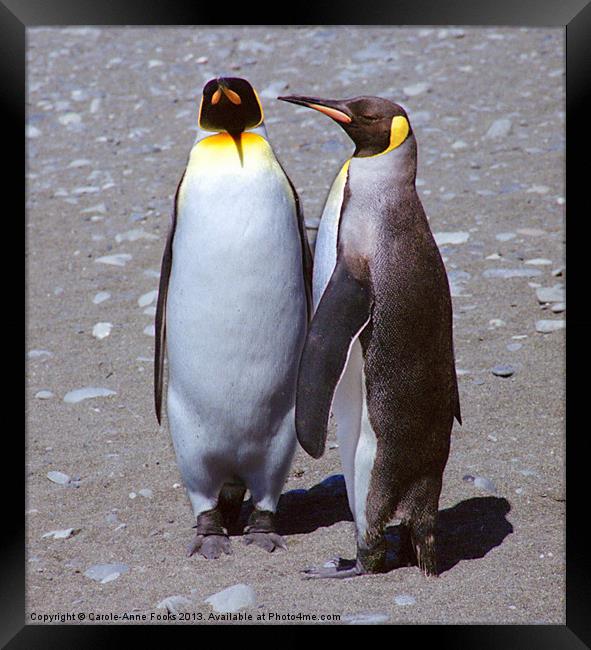 Pair of King Penguins Framed Print by Carole-Anne Fooks
