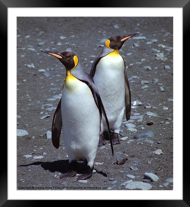 King Penguins Framed Mounted Print by Carole-Anne Fooks