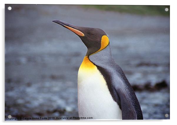 King Penguin Portrait in Profile Acrylic by Carole-Anne Fooks