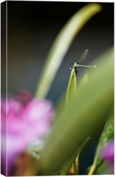 Perching Dragonfly Canvas Print by Liam Spence