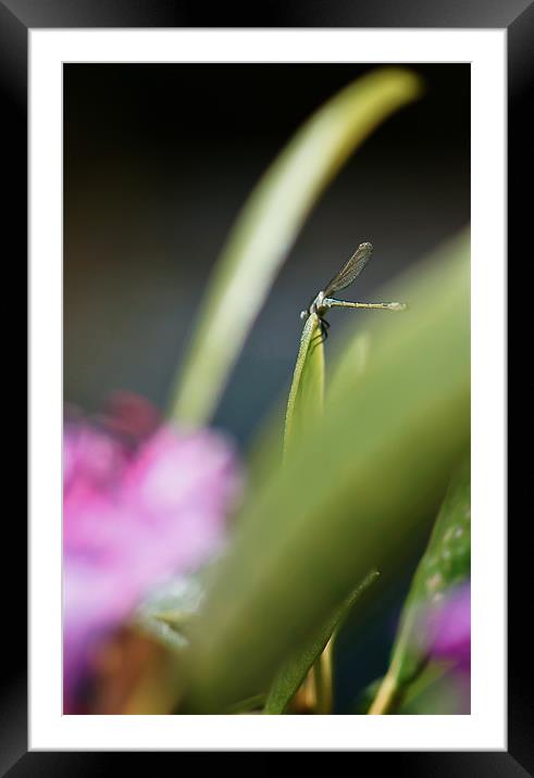 Perching Dragonfly Framed Mounted Print by Liam Spence