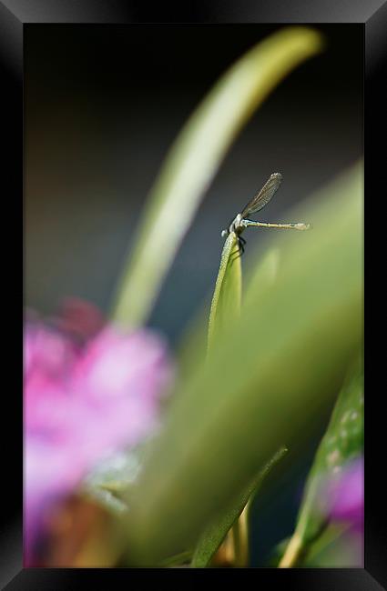 Perching Dragonfly Framed Print by Liam Spence