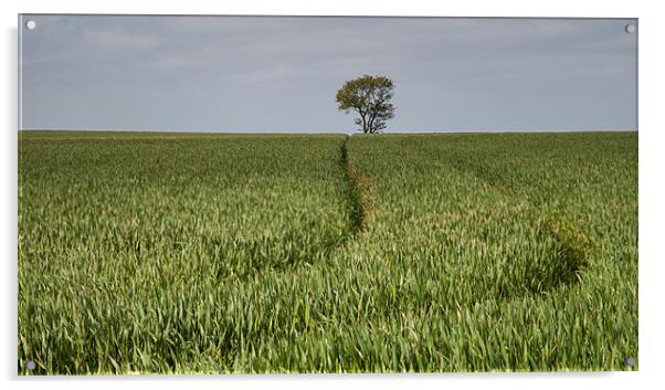 Lone Tree in a Green Landscape Acrylic by Nigel Jones