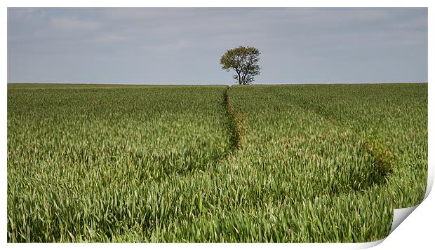 Lone Tree in a Green Landscape Print by Nigel Jones