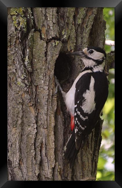 greater spotted woodpecker Framed Print by Daniel Duchacek