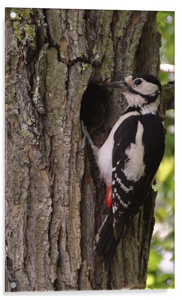 greater spotted woodpecker Acrylic by Daniel Duchacek